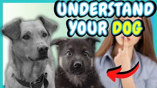 UNDERSTAND YOUR DOG - THE LANGUAGE OF CANINE GESTURES