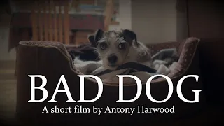 'Bad Dog' - Short Film by Antony Harwood