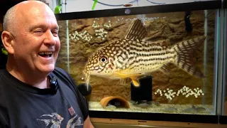 BREEDING Corydoras - 50 Years of Experience!