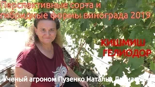 Виноград кишмиш Гелиодор- очень ранние кишмиши на участке Пузенко Натальи Лариасовны