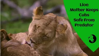 Lion Mother Keeps Cubs Safe From Predator | Lioness Grooming