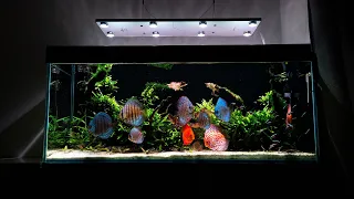 325L PLANTED DISCUS TANK WITH SKYLIGHT HYPERSPOT