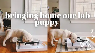 bringing our 8 week old lab puppy home | VLOG