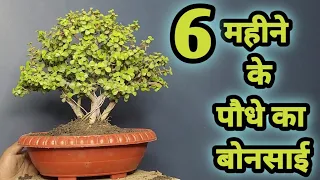 BONSAI BANANE KE LIYE SABSE ACHCHA PLANT  // BONSAI MAKING MEIN BIGANNERS KE LIYE JABARDAST PLANT