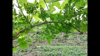 Four  year old vine before flowering