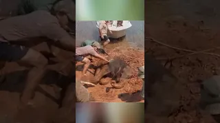Спасение слонёнка из ямы