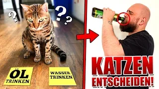 1 Tag entscheiden unsere Katzen alles!