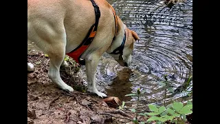 Ouachita National Forest Arboretum Trail May1-9-2024