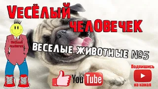 ВЕСЕЛЫЕ ЖИВОТНЫЕ, смешные животные, приколы с котами, приколы, приколы 2020, с животными, кошки №5