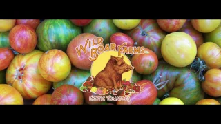 Brad Gates Creator of 60 New Tomato Varieties in 20 Years Episode 61