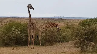 Masai Mara Safari 2018