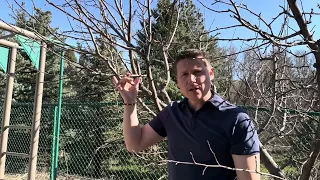 The basics of pruning an apple tree.