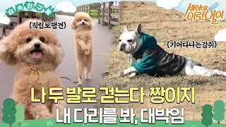 [#습속친구들] 🐶나 두발로 걷는다 짱이지. 내 다리를 봐, 대박임😁 #순간포착세상에이런일이 #WhatonEarth #SBSstory