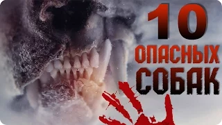 Самые опасные породы собак. ТОП 10