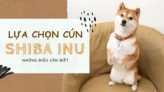 Lựa chọn cún Shiba Inu Những điều cần biết và cách làm đúng