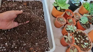 Preparing Succulent Soil at Home 🌵