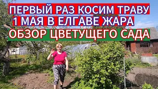 1 МАЯ В ЕЛГАВЕ ЖАРА ! ПЕРВЫЙ РАЗ КОСИМ ТРАВУ . ОБЗОР ЦВЕТУЩЕГО САДА