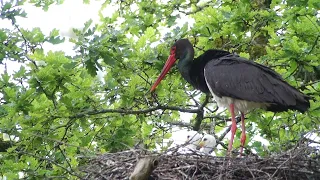 Cigogne Noire