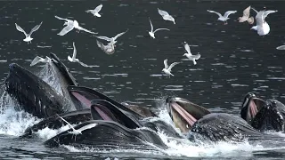 Alaska Wildlife Photography Secrets: Bubble-Net Feeding