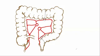 Анатомия толстой кишки. отделы и кровоснабжение