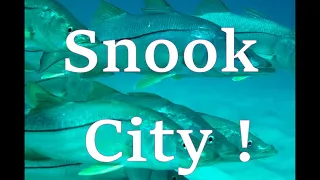 What Lurks Beneath...Snook City