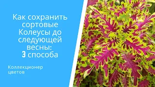 Как сохранить сортовые Колеусы до следующей весны на примере 11 сортов