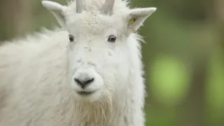 Goat kids visit with other animals