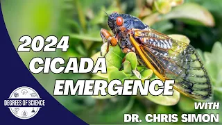 2024 Cicada Emergence