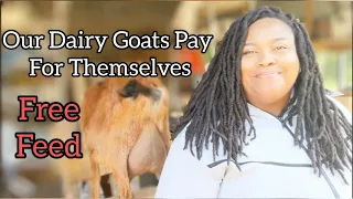 What We Feed Our Dairy Goats for Milk Production| How We Feed Our Dairy Goats with $0 Out of Pocket