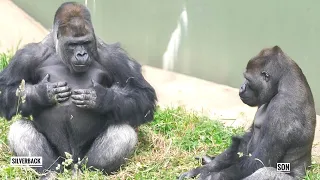 Silverback Gorilla Enjoys the Peace & Quiet with His Son | The Shabani Group