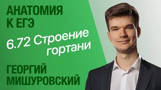 6.72. Строение гортани | Анатомия к ЕГЭ | Георгий Мишуровский