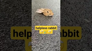 "The Helpless Rabbit: A Heartrending Story of Vulnerability and Hope"