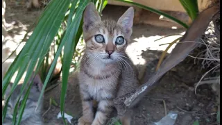 Abandoned Cute Kittens Waiting For Their Mother's Return