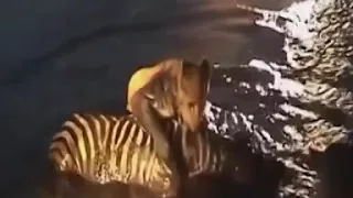 The Ambush lion attacks  the zebra..