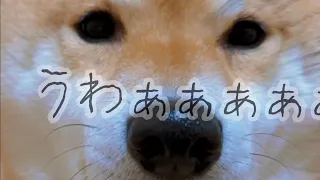 【犬猫アテレコ】アイドルもトイレには征く！