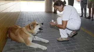 Faithful Dog Sat Outside This Hospital, Then The Nurses Find Out The Heartwarming Reason