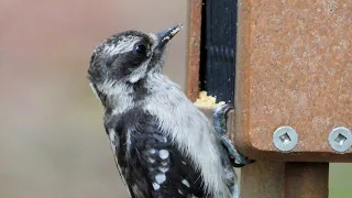 An adult male Downy Woodpecker feeds a fledgling male several times!
