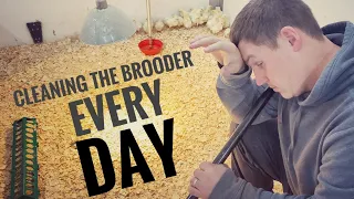 The perfect low maintenance chick brooder