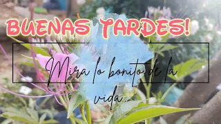 Un saludo de buenas tardes! mira lo bonito de la vida