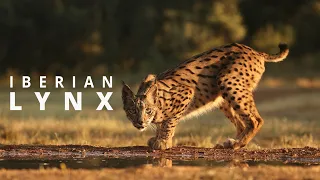 In the Realm of the Iberian Lynx: Spain's Majestic Wild Cat 4K