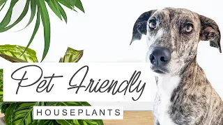 TOP 20 PET SAFE HOUSEPLANTS! Non-Toxic, Low-Maintenance Plants 🌿 Pet Friendly Indoor Plants 🐾