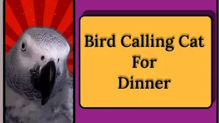 Bird Calls Cat For Dinner 😊 #animals #pet #bird #funny #fyp  #youtube #funnyanimals #cute #fun #lol