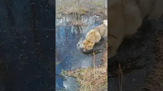 щенок акиты 7 мес идет по следу 🐶🐕 🌲🌲, малинуа, дворняшка