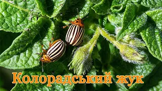 Колорадський жук (Leptinotarsa decemlineata). Цікаві факти про ворога городників