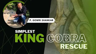 Simplest King Cobra Rescue I've ever done at Ellimani village!