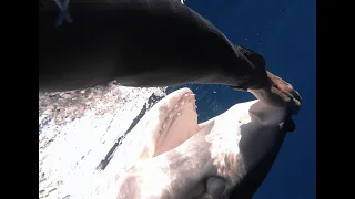 One Ocean Series How To Deter a Large Shark. PT. 2. Underwater cameras and sharks with @Juansharks