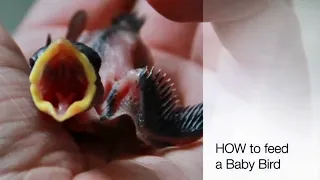 How To Feed An Orphaned Baby Bird - by Mike Franzman