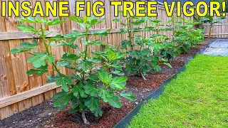 My SECRET To INSANE Fig Tree Vigor!