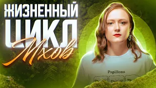 Жизненный цикл мхов | ЕГЭ-2024 по биологии