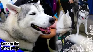 Huskies Playing Together | Novi Pet Expo 2017